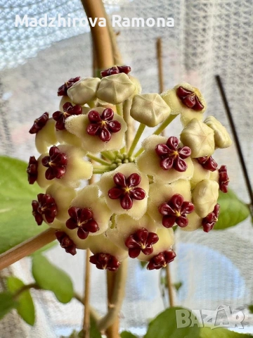 Hoya Хоя Kerrii , снимка 2 - Стайни растения - 54935142