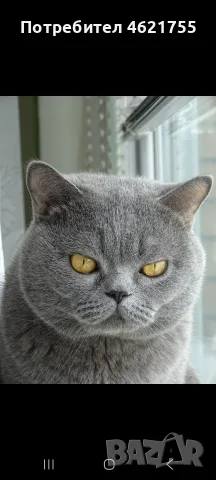 Британски котенца , снимка 11 - Британска късокосместа - 55332864