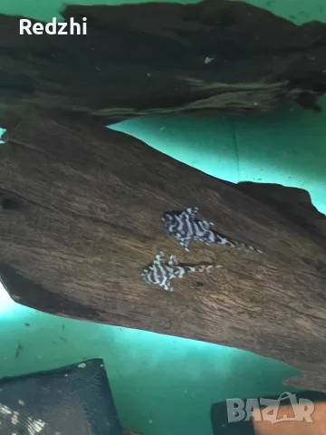 L236 pleco - 3+ см, снимка 3 - Рибки - 55546481