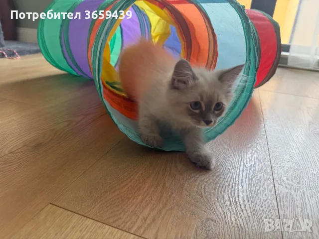 Невска маскарадна котка , снимка 2 - Други - 55002921