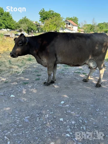 Продавам 3 Крави