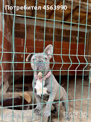 Frenski buldog, снимка 3 - Френски булдог - 54809316