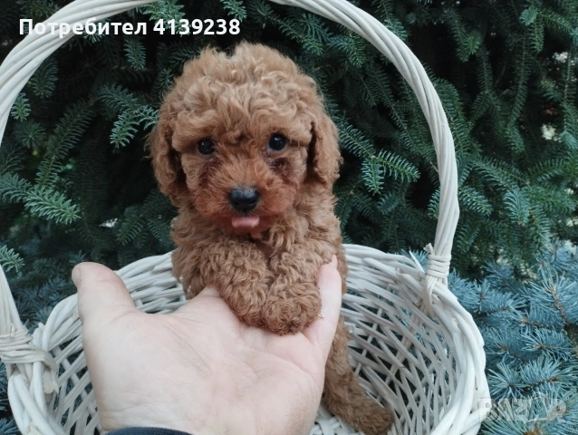 Той Пудел , снимка 3 - Пудели - 54032133