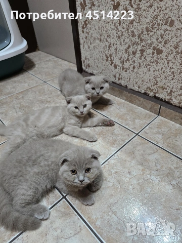 Шотландско клепоухо коте Женско, снимка 6 - Британска късокосместа - 55276927