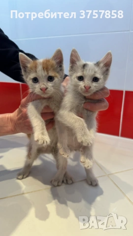  Мъжки котета