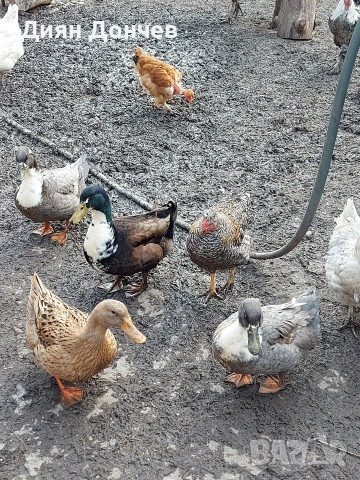 продавам крякащи патици