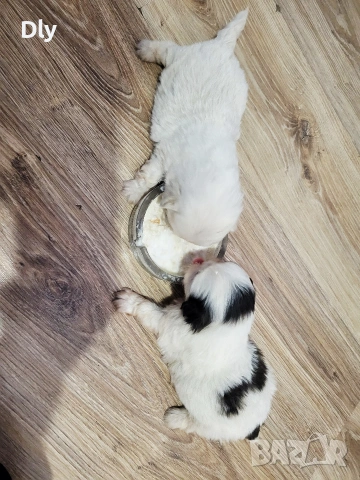 малки пекинези