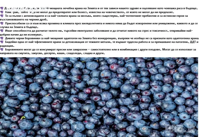 пресни горски боровинки, снимка 2 - Градински цветя и растения - 55367544