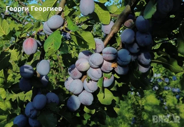 Продавам сини сливи, снимка 5 - Други - 55405616