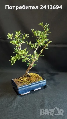 бонсай punica granatum-nana (декоративен нар), снимка 2 - Градински цветя и растения - 55413807