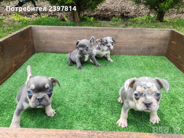 Френски булдог , снимка 9 - Френски булдог - 54012579