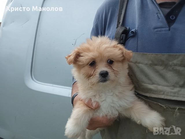 Мали пу, снимка 8 - Други - 54724954