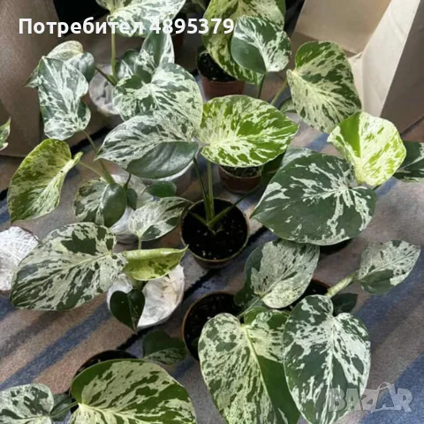 Добре вкоренена "Monstera Bulbasaur Variegata", снимка 2 - Стайни растения - 55395600