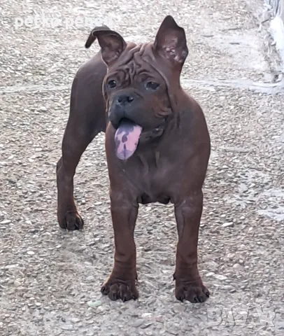 Chongqing Dog китайски булдог 