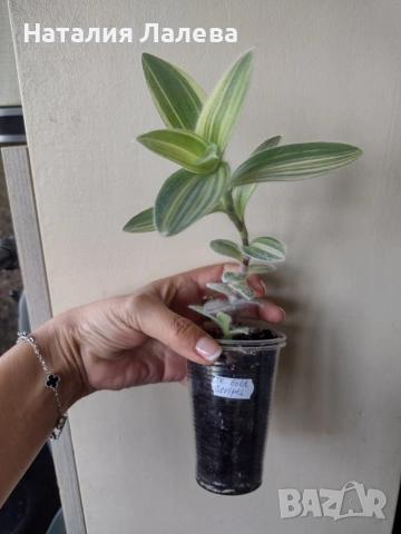 Традесканция, tradescantia Gold stripes, снимка 2 - Стайни растения - 55231460