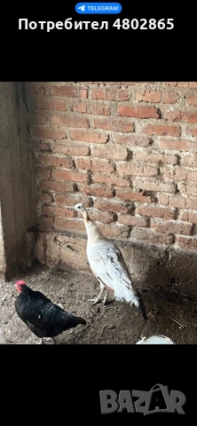 Пауни , снимка 2 - други­ - 54967216