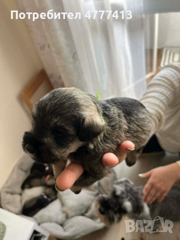 Цверг шнауцер, снимка 3 - Други - 53973681