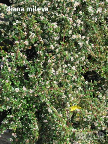 Котонеастър Дамери Мажор, Cotoneaster Dammeri Major, снимка 4 - Градински цветя и растения - 55283660