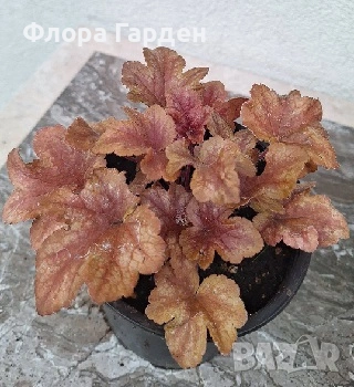 МНОГОГОДИШНИ ЦВЕТЯ