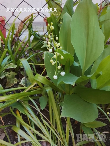 Момина сълза коренчета, снимка 2 - Градински цветя и растения - 54333135