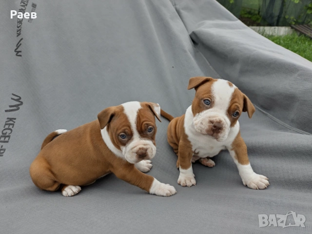 Американски питбул териер ,,Ред ноус''(American pitbull terrier Red nose), снимка 4 - Питбул - 54653295