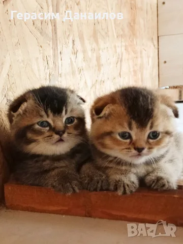 шотландска златна 