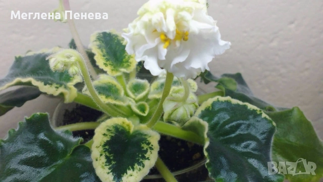 Предлагам сортови сентполии, снимка 7 - Стайни растения - 54633226