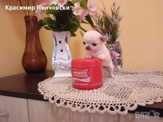 женско чихуахуа. 