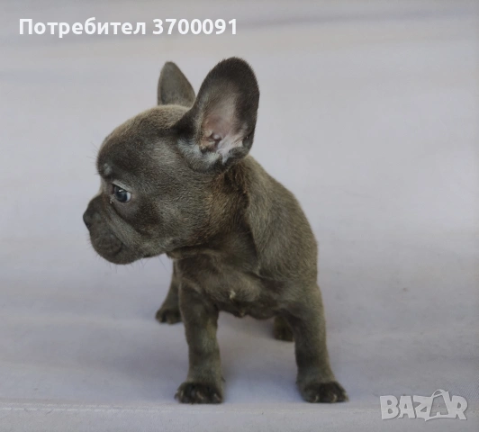 френски булдог/ булдочета , снимка 6 - Френски булдог - 54976659