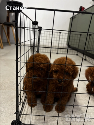 Мини пудели / Mini Poodles, снимка 5 - Пудели - 55286833