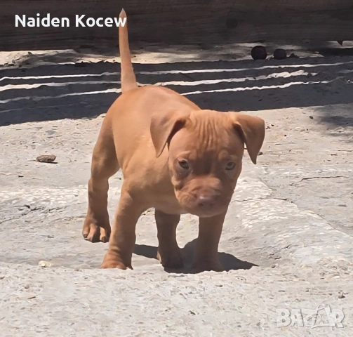 Pitbull red nos, снимка 6 - Питбул - 55259934