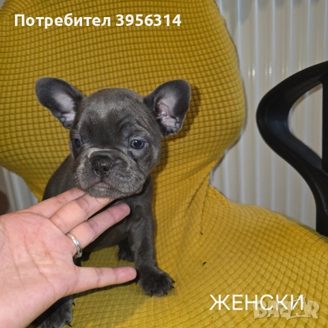 Френски булдог търси дом 🐾 Малки френски булдочета на 40 дни търсят своето  ново  семейство. , снимка 12 - Френски булдог - 54364366