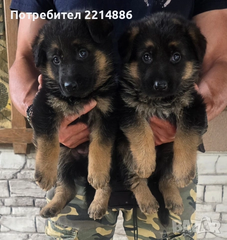 Немски овчарки , снимка 12 - Немска овчарка - 40188254