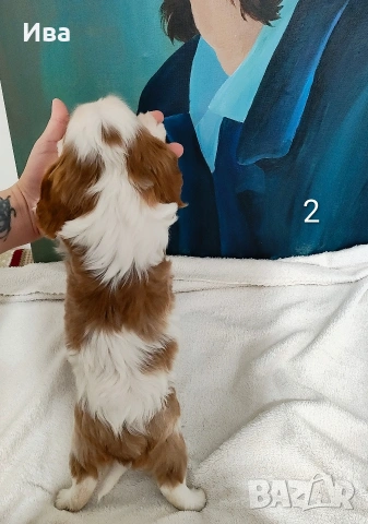 кавалер кинг чарлз шпаньол, снимка 10 - Кавалер кинг чарлз шпаньол - 52039746