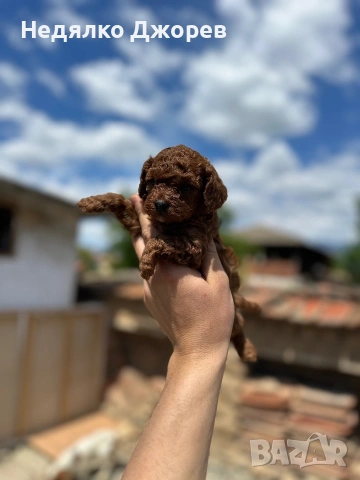 Пудел Той/Poodle toy, снимка 7 - Пудели - 55192254