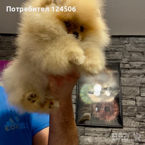 Померан мини померанче, снимка 2 - Померан - 54960163
