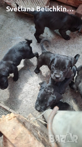 Продавам Кане Корсо, снимка 10 - Кане корсо - 54278276