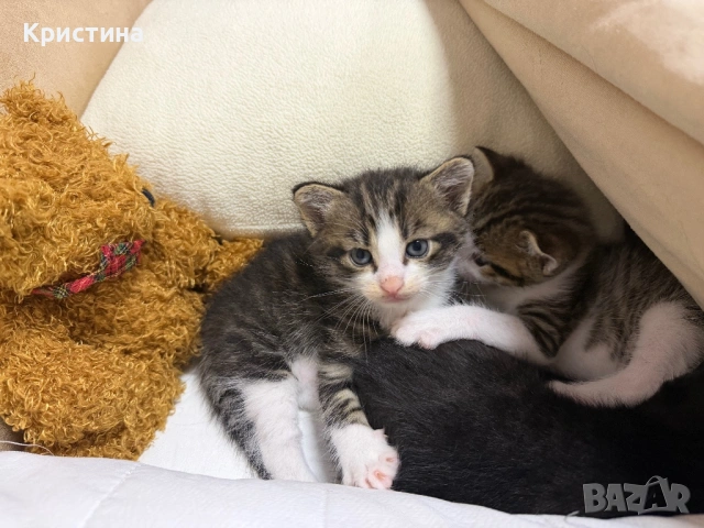 Котенца си търсят дом!, снимка 5 - Други - 54367329