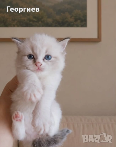 Регдол коте , снимка 3 - Други - 49355838