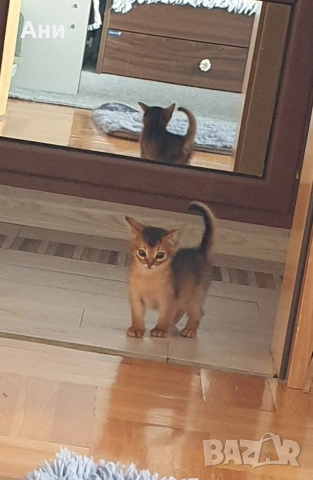 СУПЕР КОТЕНЦА НА СУПЕР ЦЕНА.АБИСИНСКИ КОТЕНЦА, снимка 2 - Бенгалски - 55215673