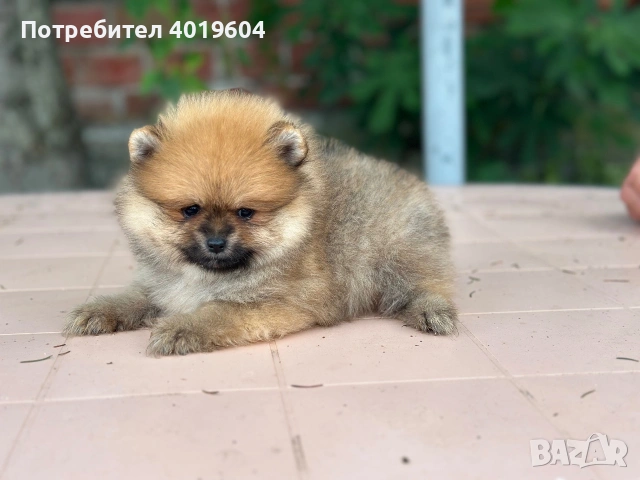 Мини Померанчета , снимка 3 - Померан - 54962552