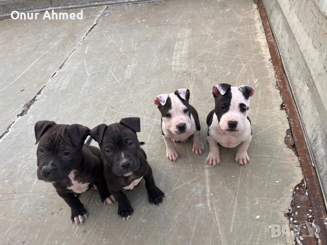 Питбули, снимка 8 - Питбул - 53784911