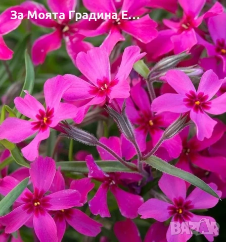 Флокс - 6 цвята /Почвопокривен и каскаден, снимка 17 - Градински цветя и растения - 54020877