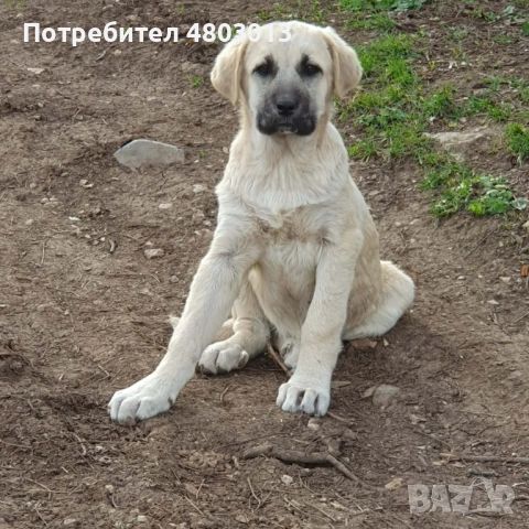 Продавам турски кангали, снимка 2 - Кангал - 54258341