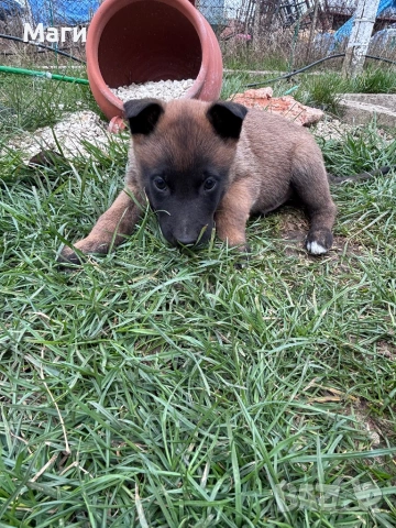 Белгийски овчарки , снимка 3 - Белгийска овчарка - 53951046