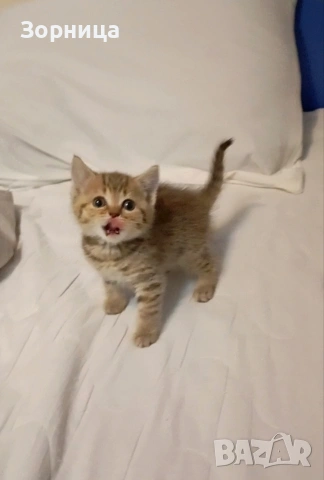 Британско коте , снимка 13 - Британска късокосместа - 54330980