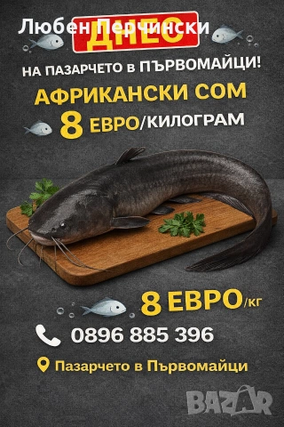 Продавам африкански сом , снимка 2 - Други животни - 52590041