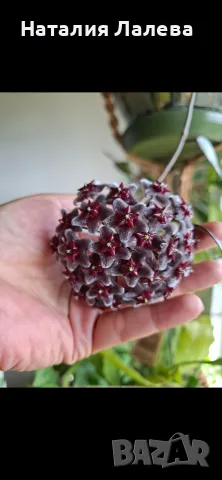 Хоя, hoya Red button