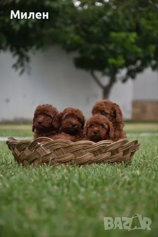Той пудел Toy poodle, снимка 16 - Пудели - 55006000