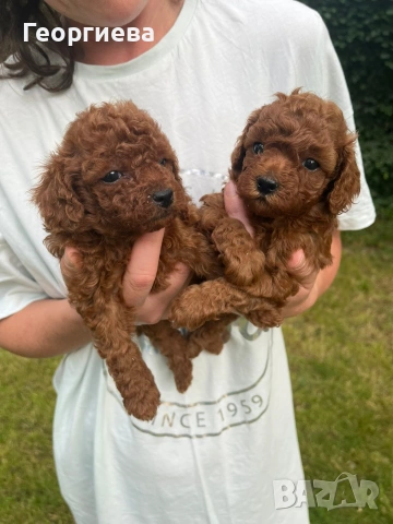 Пудел той/poodle toy, снимка 2 - Пудели - 55125071